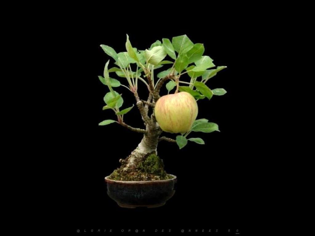 149 BONZAI A MAULEVRIER 2016_000010.jpg